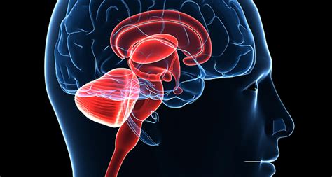 ACTH Hormone: Functions, Related Diseases, ACTH Test, Purpose and ...