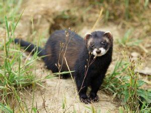 European Polecat Facts, Habitat, Diet, Pictures