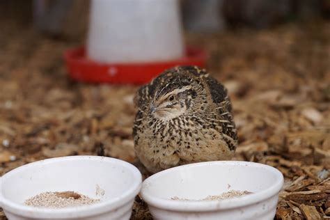 What Do Quails Eat? The Ultimate Quail Feed Guide