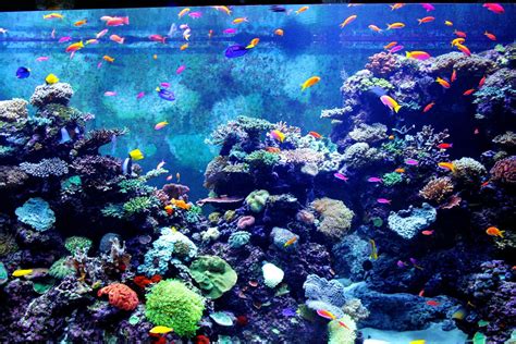 Aquarium Wallpapers - Wallpaper Cave