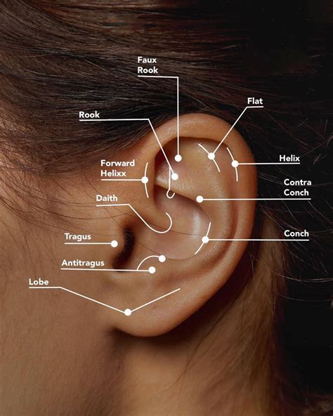 Ear Piercings Chart Ear Piercings for Men and Women #accesories | Ear piercings helix, Piercings ...