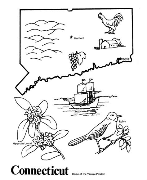 Connecticut State Flower Coloring Page | Best Flower Site