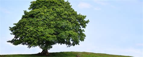 Sycamore Tree: Plant Care & Growing Guide | Farm Plastic Supply