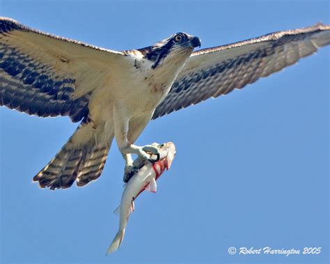 Osprey