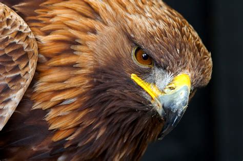 Aguila Real Wallpaper / Águila volando - 1920x1080 :: Fondos de ...