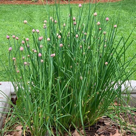 Chives: How to Plant & Grow - SproutedGarden.com