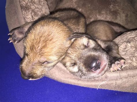 Two rescued Coyote pups ( Canis latrans ) | NATUWA Wildanimal Sanctuary, Costa Rica