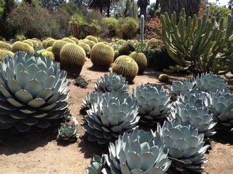 6 stunning succulents to plant in your garden - CultureMap Austin