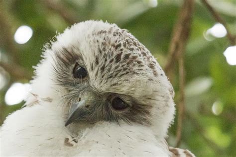 Powerful Owl in Australia stock image. Image of endemic - 157870895