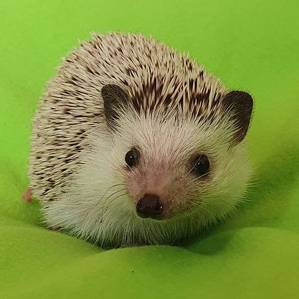 Rescue African Pygmy Hedgehogs Available For Adoption