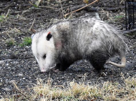 8 Interesting Facts About Virginia opossum! - Animal Media Foundation