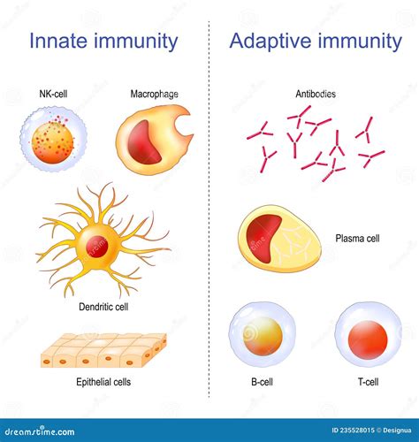 Adaptive Immunity And Innate Immunity. Immune System Cartoon Vector ...