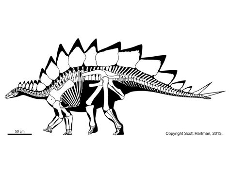 OrnithisciansScott Hartman's Skeletal Drawing.com | Dinosaur art ...