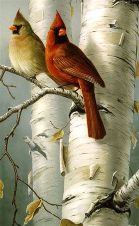 Cardinals | Bird art, Bird drawings, Wildlife art