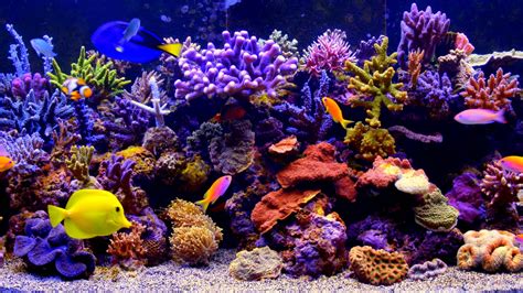 Top 999+ Aquarium Wallpaper Full HD, 4K Free to Use