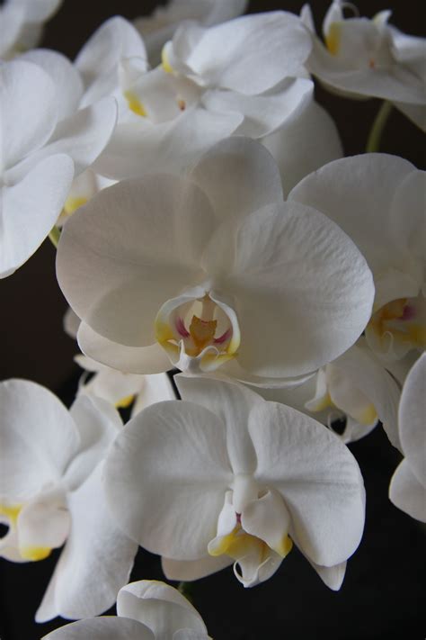 Phalaenopsis amabilis white | Орхидея, Орхидеи, Цветы