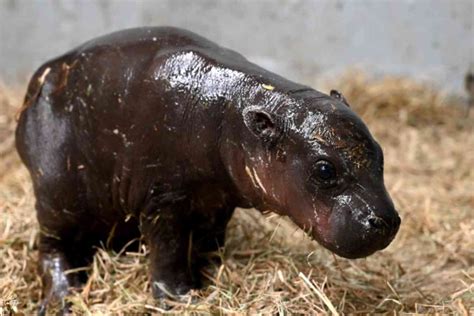 This zoo got a baby hippopotamus for Christmas and it's even cuter than ...