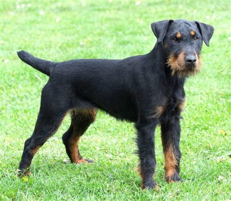 Jagdterrier - Temperament, Lifespan, Shedding, Puppy