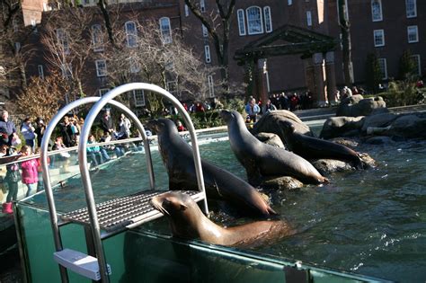 Sea Lion Feeding Time Central Park Zoo – Ruth E. Hendricks Photography