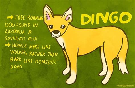 314: Dingo | Animal facts for kids, Fun facts about animals, Dingo