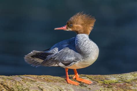 Common Merganser - ID, Facts, Diet, Habit & More | Birdzilla