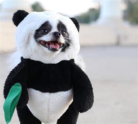 Panda Costume for Dogs — Awesome Stuff To Buy | Pet costumes, Panda puppy, Panda dog