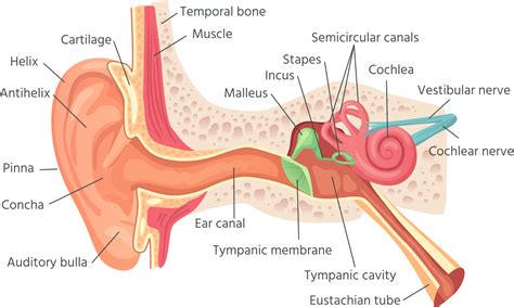 Ear Clogged Sinus Symptoms