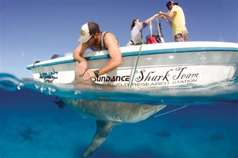 Hammered on Bimini: Getting shark-faced in the Bahamas - DIVER magazine