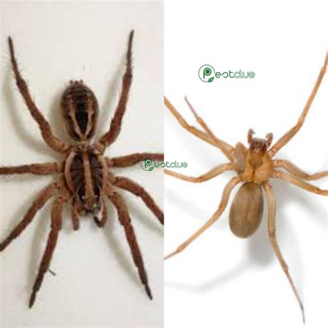 Wolf Spider Vs Brown Recluse Spider: Facts And Differences | Pestclue