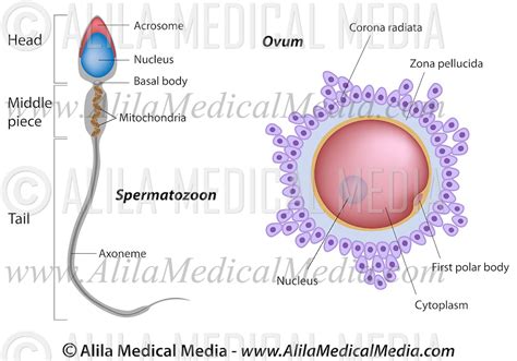 Ovum Nucleus - Neva Site