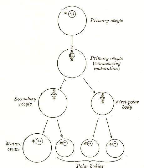 Oocyte - Wikipedia