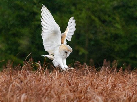 Where Do Barn Owls Live? (Habitat + Distribution) | Birdfact