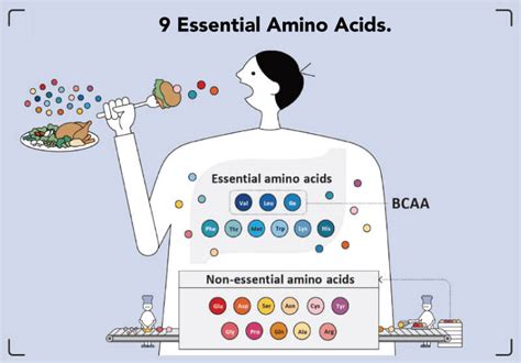 What are the 9 Essential Amino Acids?