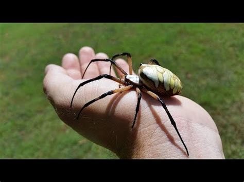 Yellow Garden Spider Texas : Texas Yellow Garden Spider Poisonous ...