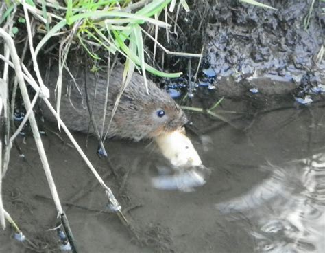 About a Brook: Rat and Water Vole Burrows