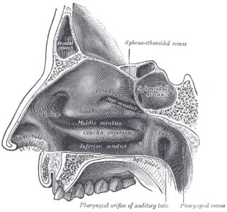 Rosenmüller Fossa - Radiologica