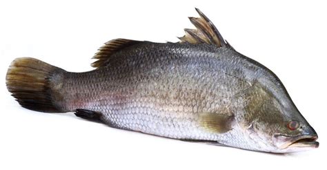 Barramundi Fish Facts | Lates calcarifer | AZ Animals