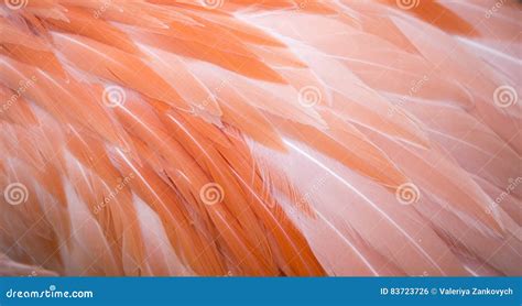 Flamingo Feather Background Stock Photo - Image of design, exotic: 83723726