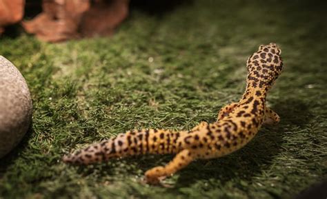 Leopard Gecko Diet & Feeding Guide: A MUST Read for a Healthy Pet!