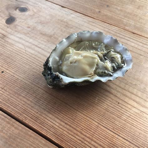 Rock Oysters - Buy Direct from the Oyster Farm – Colchester Oyster Fishery