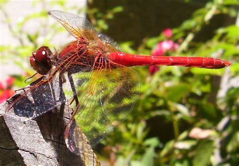 Red Dragonfly Free Photo Download | FreeImages