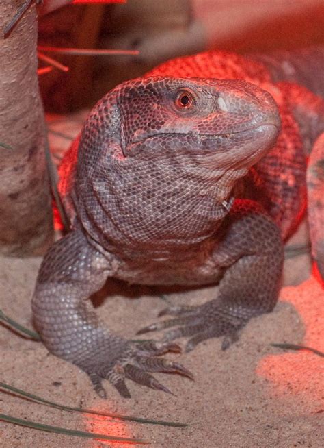 Savannah monitor | Reptiles pet, Monitor lizard, Reptiles and amphibians