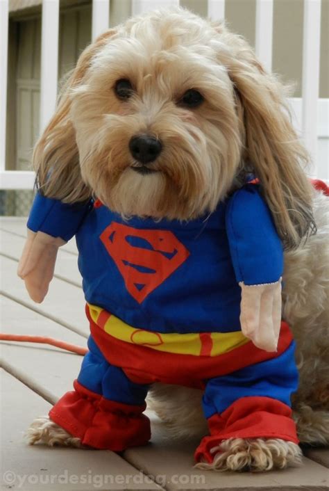 Superman - Halloween Costumes for Dogs - YourDesignerDog | Dog halloween costumes, Superman ...