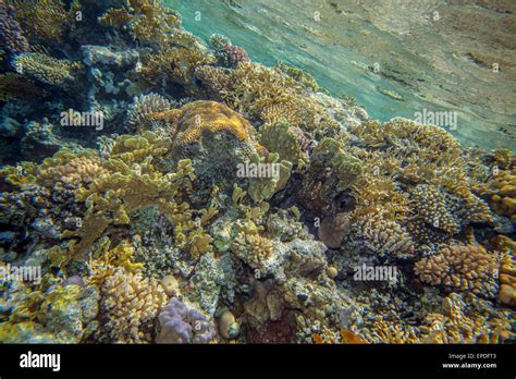 Red sea coral reef Stock Photo - Alamy