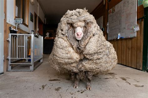 Australie : un mouton sauvage avec 35 kg de laine sauvé par une association