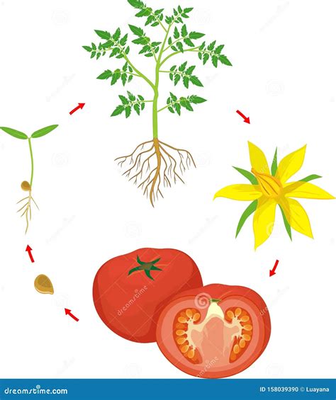 Life Cycle Of A Tomato Plant Worksheet - Printable Word Searches