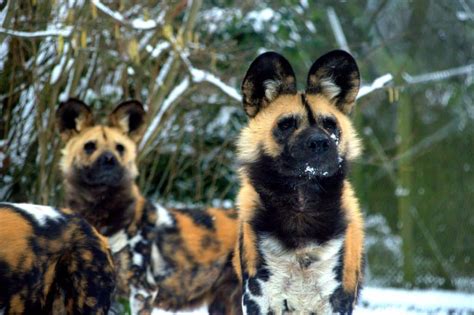 Wait Until You See These Snaps Of A Snow Covered Dublin Zoo