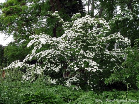 Cornus kousa (Chinese Dogwood, Japanese Dogwood, Kousa Dogwood) | North ...