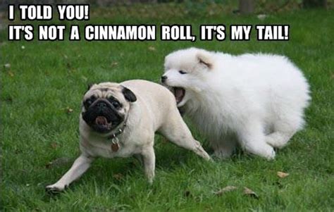 The Best Pug Memes on the Internet