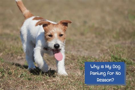 Why is My Dog Panting for No Reason? (9 Reasons to Consider) - DogVills